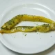 Lučena ljuta paprika