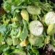 Zeleni mix salata